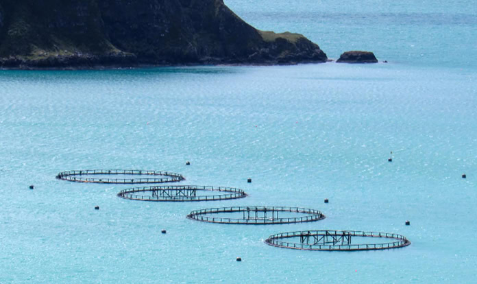 FAO confirms Antarctic krill fishery sustainability