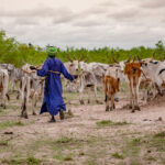 FAO declares 2026 the International Year of Rangelands and Pastoralists