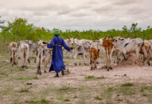FAO declares 2026 the International Year of Rangelands and Pastoralists