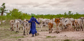 FAO declares 2026 the International Year of Rangelands and Pastoralists