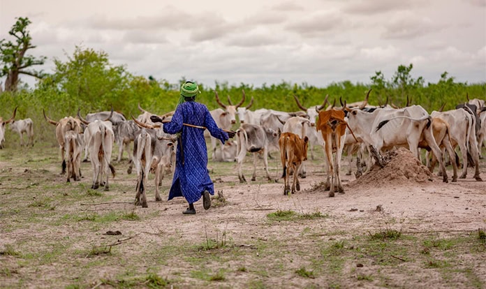 FAO declares 2026 the International Year of Rangelands and Pastoralists