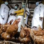 FAO launches new global animal disease information system EMPRES-i+