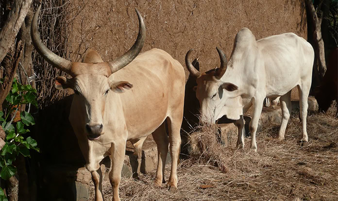 FAO publishes continental atlas of tsetse flies in Africa