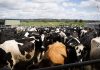 FAO releases new guidelines for early influenza detection in cattle