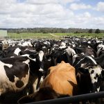 FAO releases new guidelines for early influenza detection in cattle