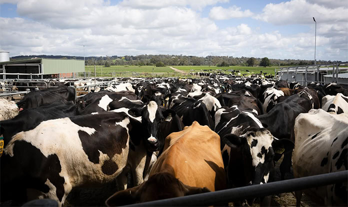 FAO releases new guidelines for early influenza detection in cattle