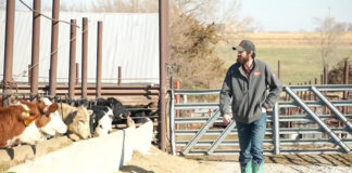 FBN and Boveta partnership improves feed efficiency and carcass yield, reduces methane