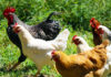 FDA approves new poultry treatment for northern fowl mites