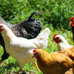 FDA approves new poultry treatment for northern fowl mites