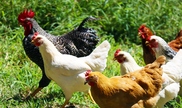 FDA approves new poultry treatment for northern fowl mites
