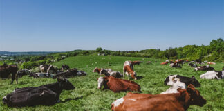 FEFAC announces support for EC's new workstream