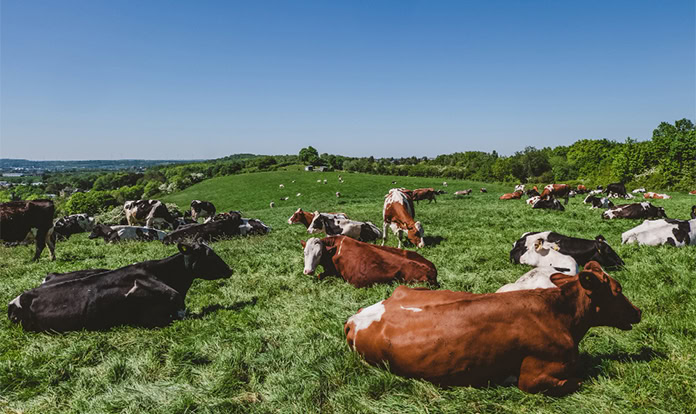 FEFAC announces support for EC's new workstream