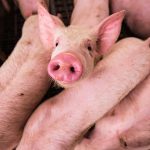 FFAR funds study aiming to prevent ASFV