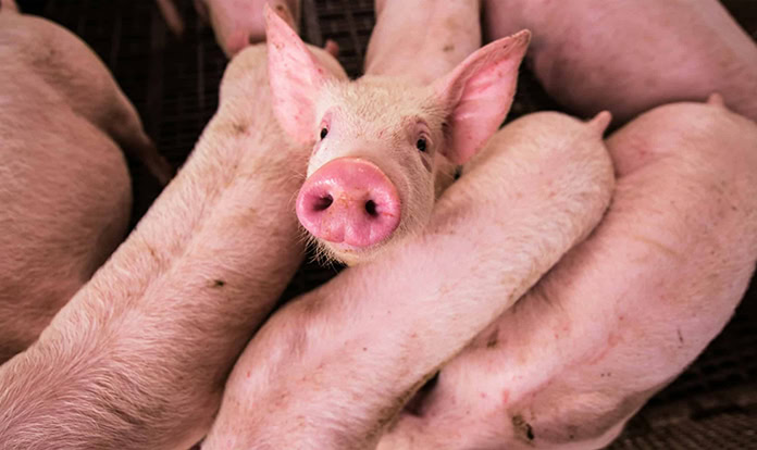 FFAR funds study aiming to prevent ASFV