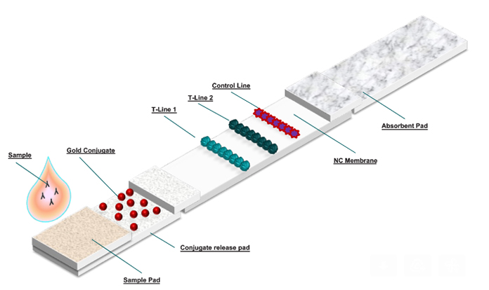 FOLIUM Science to launch lateral flow test for Salmonella