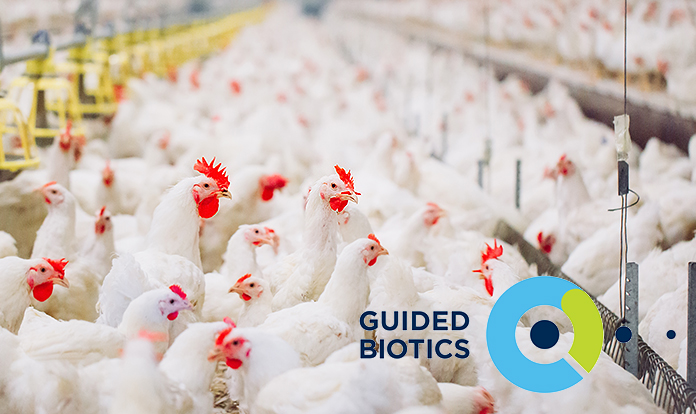FOLIUM Science's Guided Biotics technology rebalances microbiome in poultry