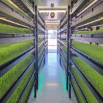 FarmBox Foods launches indoor farm that grows livestock feed