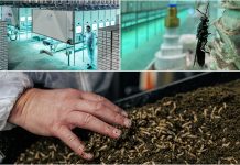 Feed & Food Show 2024 to shine light on insects as sustainable feed ingredients