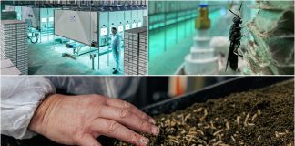 Feed & Food Show 2024 to shine light on insects as sustainable feed ingredients