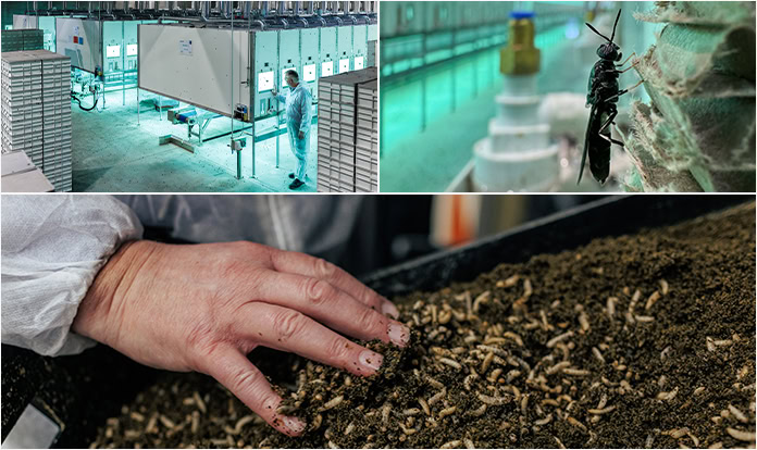 Feed & Food Show 2024 to shine light on insects as sustainable feed ingredients
