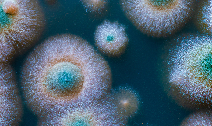 Feed Mycotoxin Binders and Global Market Status