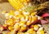 Feed Raw Materials CORN