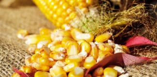 Feed Raw Materials CORN