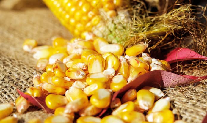 Feed Raw Materials CORN