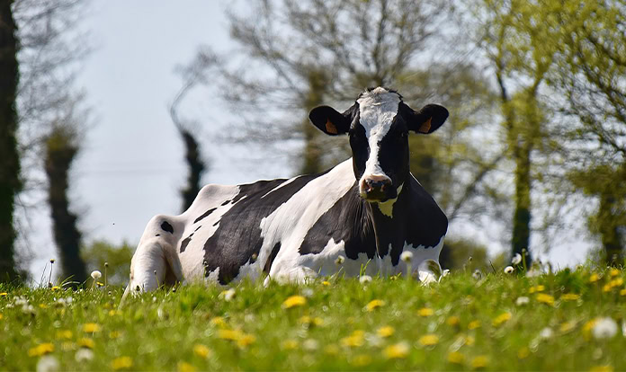 Feed-specific data could help UK farmers cut emissions