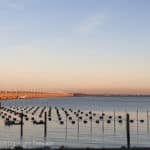 First Dutch seaweed farm Zeewaar joins The Seaweed Company