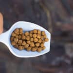 “Fish-Free” feed for largemouth bass is feasible, economically viable; study finds