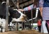 Florida University scientists test new supplement to cut dairy cow methane