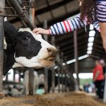 Florida University scientists test new supplement to cut dairy cow methane