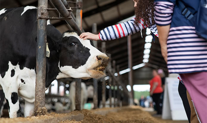 Florida University scientists test new supplement to cut dairy cow methane