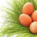 Folate enriched eggs help prevent birth defects
