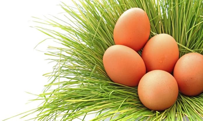 Folate enriched eggs help prevent birth defects 