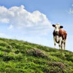 Fonterra joins forces with DSM to lower carbon footprint