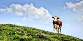 Fonterra joins forces with DSM to lower carbon footprint