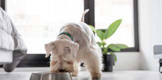 FoodScience expands pet wellness portfolio with new acquisition