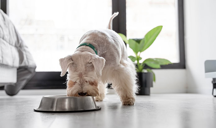 FoodScience expands pet wellness portfolio with new acquisition