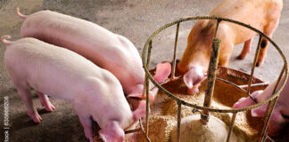 Fortiva highlights role of feed in closing biosecurity gaps