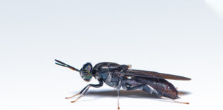 FreezeM launches enhanced genetic line of Black Soldier Flies