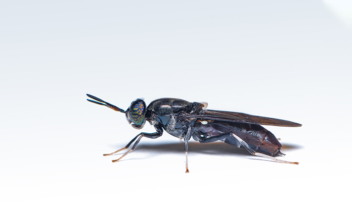 FreezeM launches enhanced genetic line of Black Soldier Flies