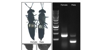 FreezeM unveils new method in sex identification of BSF larvae