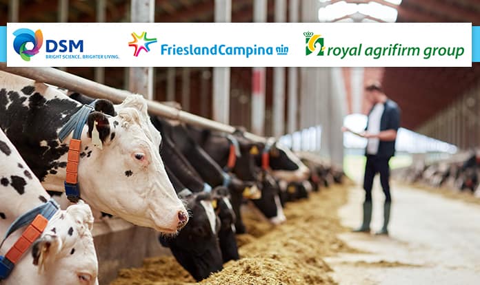 FrieslandCampina, DSM join forces to reduce emissions from dairy cattle