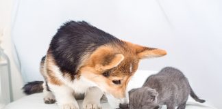 Further Foods signs agreement for cultivated meat pet treats