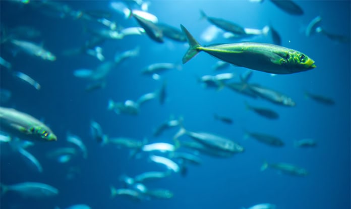 GFLI and LCA.no to launch DIG tool for marine ingredients 