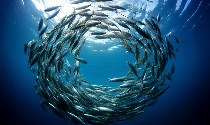 GSA updates Salmon Farm Standard to strengthen fish welfare