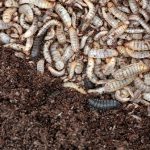 Germany gives green light to Reploid