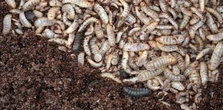 Germany gives green light to Reploid